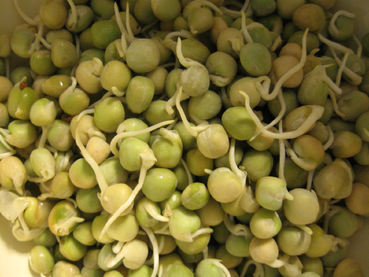 【sprouts】什么意思_英语sprouts的翻译_音标