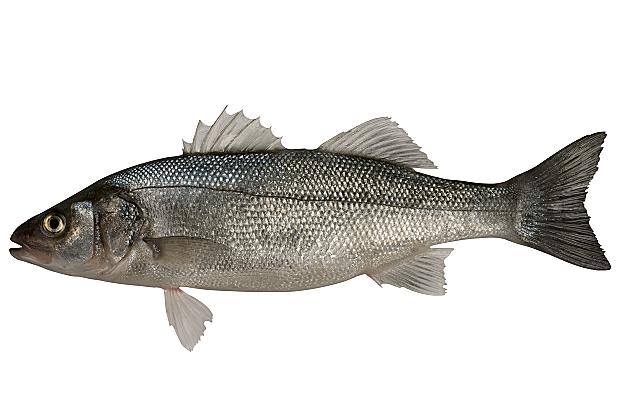 seabass