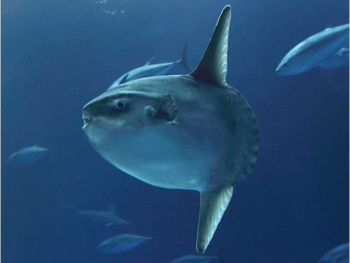 【ocean_sunfish】什么意思_英语ocean_sunfish的翻译