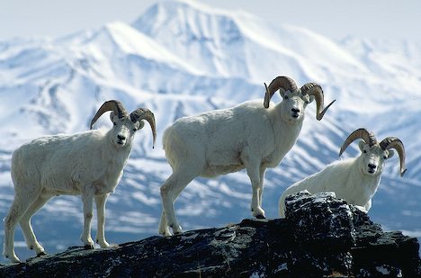 dall sheep