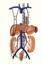 肝门静脉与上下腔静脉的吻合