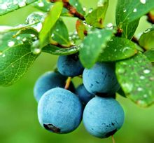 从蓝莓叶中提取的原花青素可以抵抗丙肝病毒