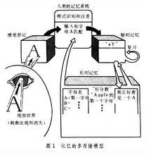 记忆的多存储模型 记忆的多存储模型