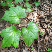 药 名:三面刀 原植物-金龟草 药 名:三面刀 原植物-金龟草