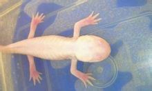 甲状腺素诱变个体 甲状腺素诱变个体