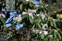 乌蒙宽叶杜鹃 乌蒙宽叶杜鹃