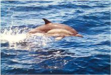 短喙真海豚Delphinus