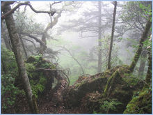 植物资源 植物资源