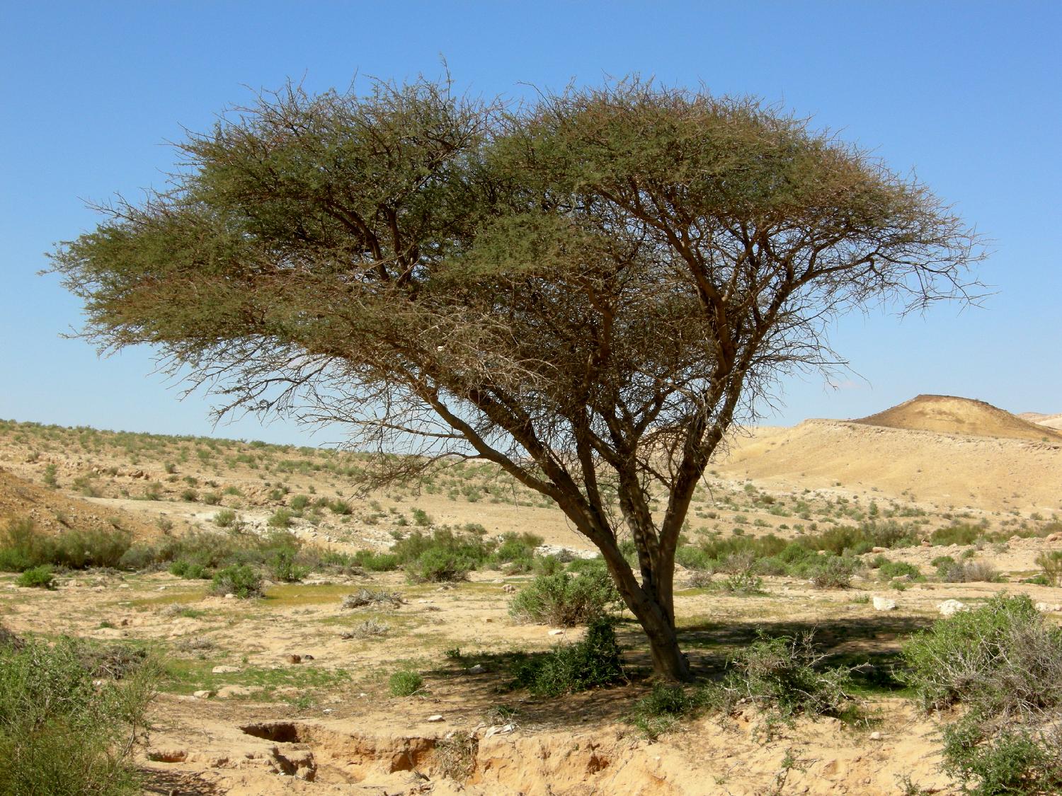 【acacia】什么意思_英语acacia,的翻译_音标_读音_用法_例句_在线