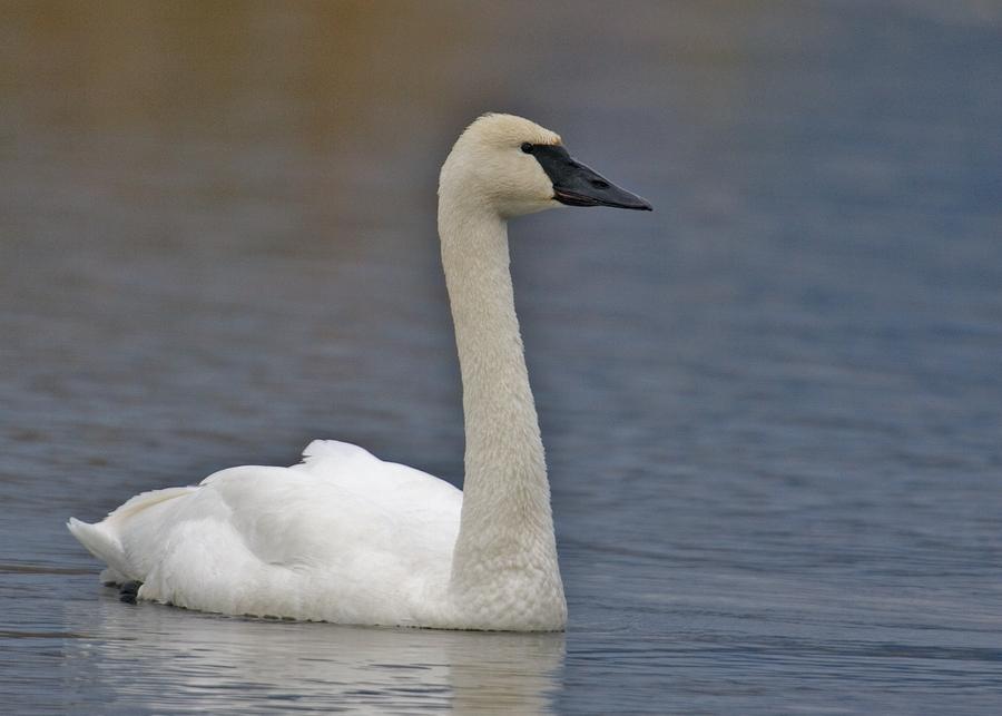 trumpeter swan