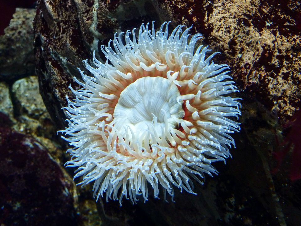 sea anemones