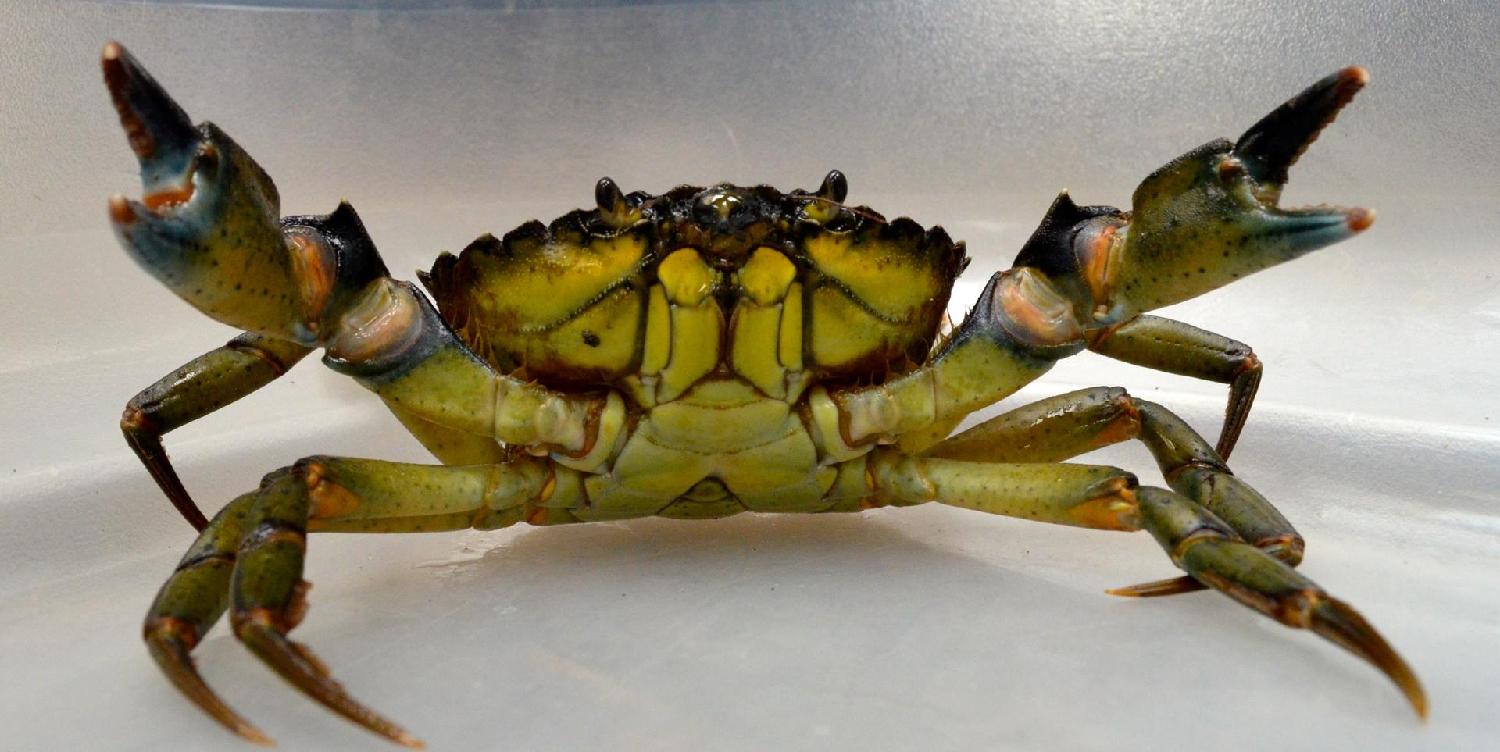 green crab