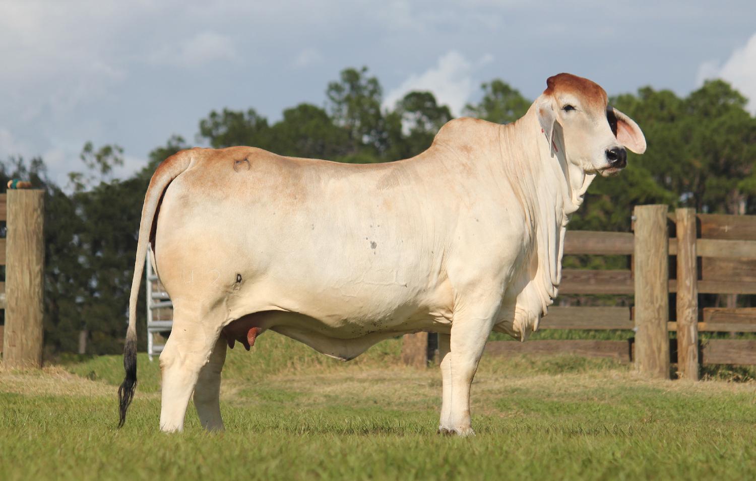 婆罗门;婆罗门牛(圣牛的一种,等于brahmin) 网络释义专