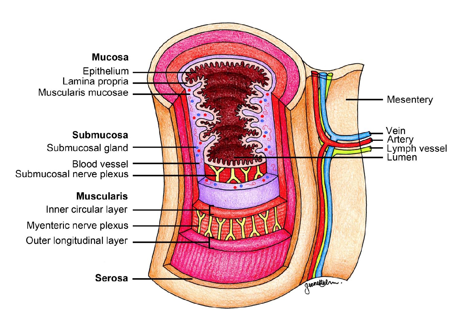 muscularis externa