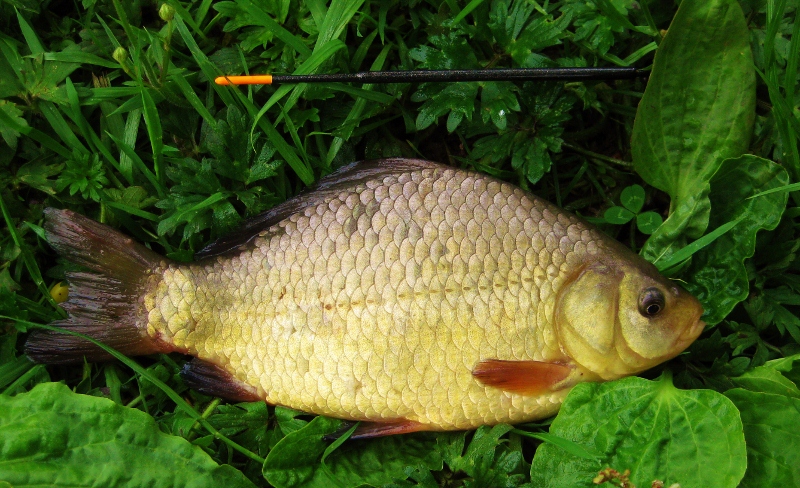 crucian carp