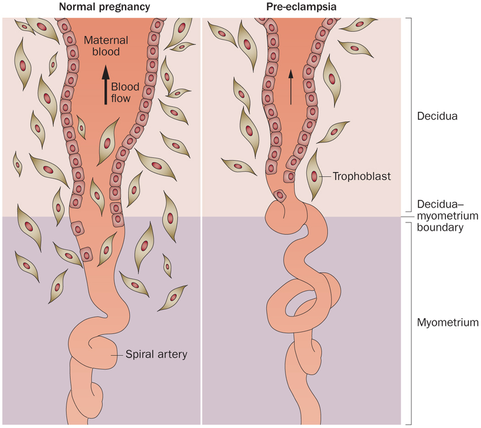 [解剖] 螺旋动脉 网络释义专业释义英英释义  [解剖]