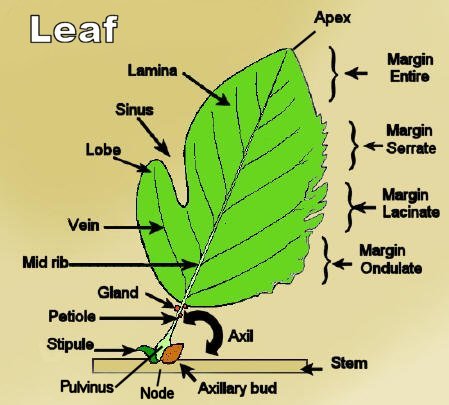 【simple_leaf】什么意思_英语simple_leaf的翻译_音标_读音_用法