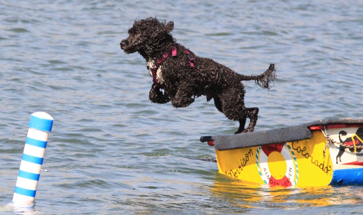 portuguese water dog